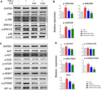 Paclitaxel Inhibits Synoviocyte Migration and Inflammatory Mediator Production in Rheumatoid Arthritis